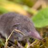 Shrew