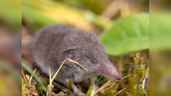 Shrew