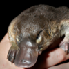 Platypus