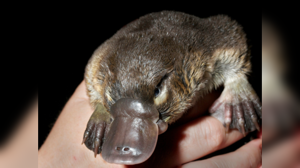 Platypus