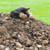 European mole