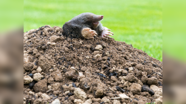 European mole