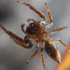 Sydney funnel-web spider