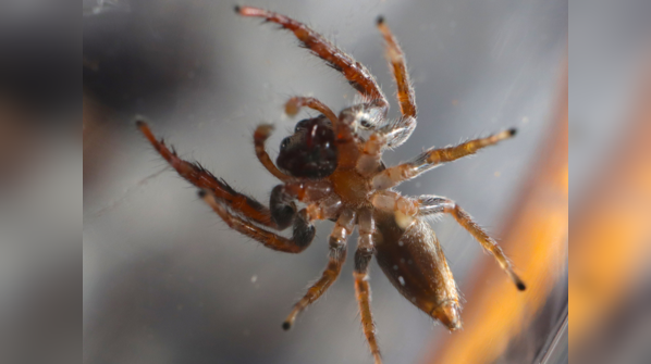 Sydney funnel-web spider