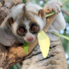 Slow loris
