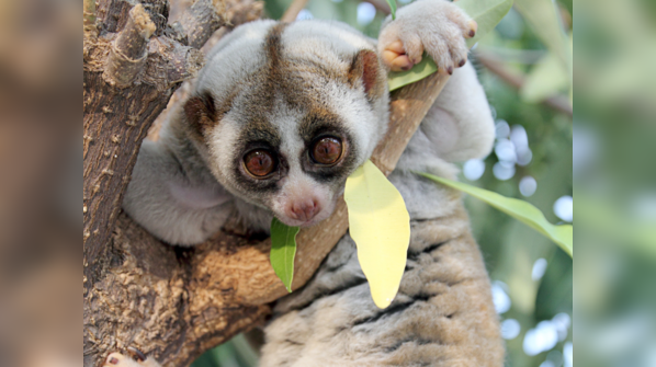 Slow loris