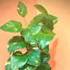 hanging artificial plants String of Pearl Artificial Plant Hanging Basket main image 0