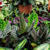 black princess plant philodendron Philodendron Dark matter pink princess starter plant **(ALL plants  require you to purchase ANY 2 plants!)**