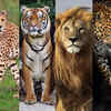 Physical appearance