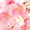 Article image for: <i class="tbold">cherry blossom</i>