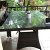 Spot the sneaky cat