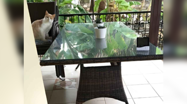 Spot the sneaky cat