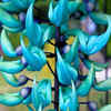 Article image for: A story of our planet's rarest blooms