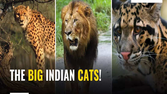 The 7 big Indian cats!