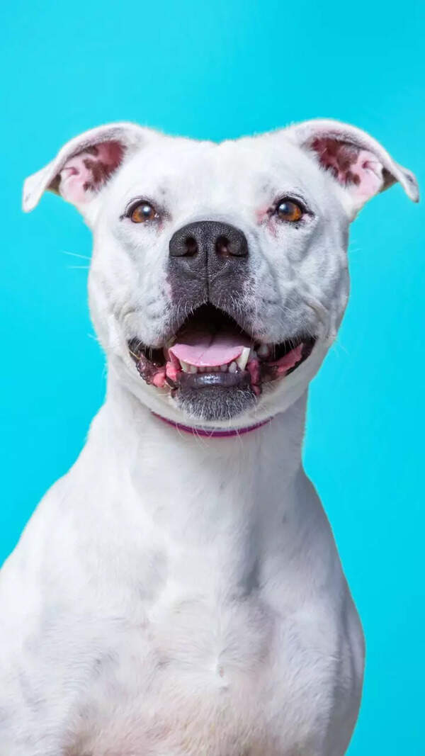 Pitbull Images