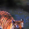 Article image for: <i class="tbold">tiger</i>s