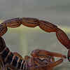 Article image for: Indian red scorpion