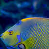 Article image for: <i class="tbold">queen</i> Angelfish