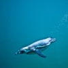 Incredible divers