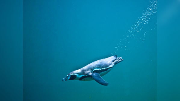 Incredible divers