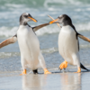 Adorable waddle