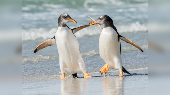 Adorable waddle