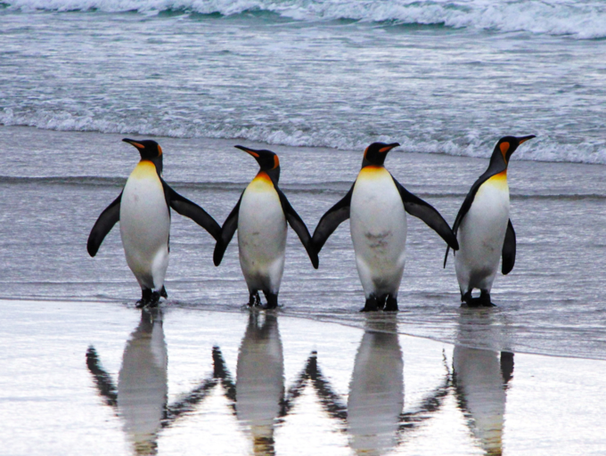 5 most endearing facts about Penguins that make them so lovable | The
