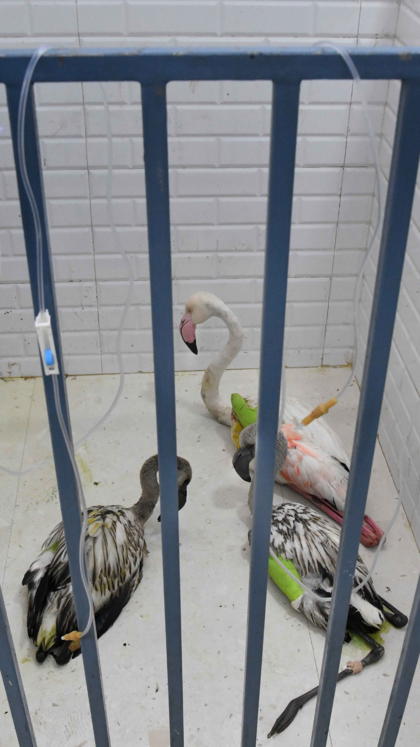 Birds suffer injures due to sharp-edge manjas