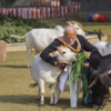 PM Modi performing 'gau-pooja' 