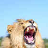 Article image for: <i class="tbold">african lions</i>