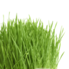 12 benefits of drinking wheatgrass juice on an empty stomach Times of India