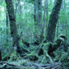 Article image for: Aokigahara Forest (Mount <i class="tbold">fuji</i>)