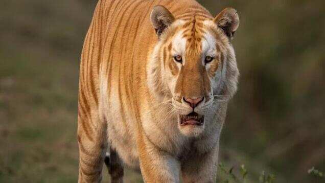 Rare golden tiger sighting in Kaziranga National Park stuns people