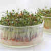 5 Lesser known reasons to include Halim seeds to the diet