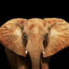 Article image for: African Elephant