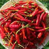 5 Indian chillies famous for their uniqueness and GI tags