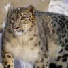 Article image for: <i class="tbold">snow leopard</i>s