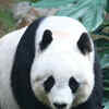 Article image for: <i class="tbold">giant</i> Panda