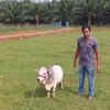 Punganur Cow: The world’s smallest and cutest cattle breed from India
