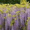 Article image for: Noda <i class="tbold">fuji</i>