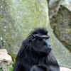 Article image for: Celebes Crested Macaque