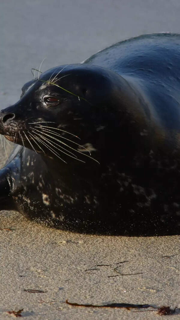 Seal