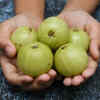 Article image for: <i class="tbold">indian gooseberry</i>