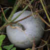 Article image for: <i class="tbold">ash</i> Gourd