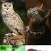 Article image for: Only these 10 animals came to bid farewell to <i class="tbold">god</i> as per legend