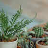 Article image for: Plants for <i class="tbold">hair care</i>