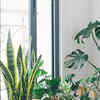 Article image for: These plants in your home garden could be the solution to your hair problems