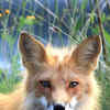 Article image for: <i class="tbold">fox</i>es