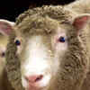Article image for: <i class="tbold">dolly</i> the Sheep