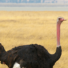 Biggest Bird Species: Discover the Giants of the Skies